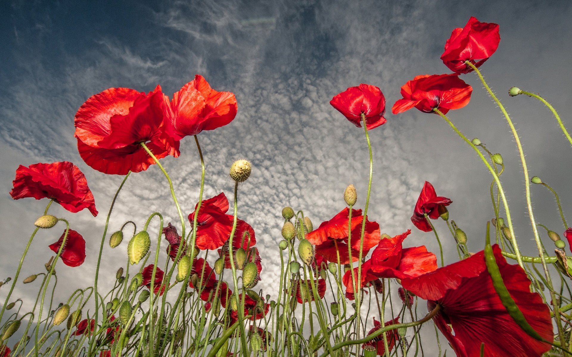  - red-poppies-wallpaper-high-definition-widescreen